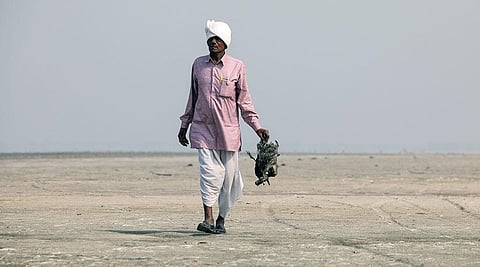 सांभर में पक्षियों की मौत: एक दूसरे पर जिम्मेदारी डाल रहे हैं पशुपालन और वन विभाग- रिपोर्ट