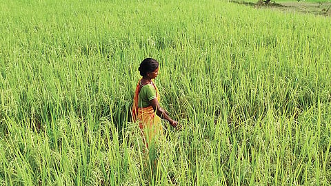 एक छोटी सी पहल ने बचाई लाखों की फसल