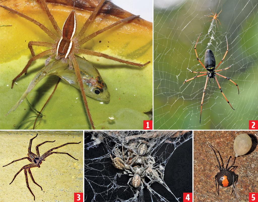 1. मछली का शिकार करने वाला फीशर स्पाइडर (नाइलस स्पाइडर), 2. स्टील तार से भी मजबूत जाला बनाने वाला ज्वाइंट वुड स्पाइडर ( नेफिला स्पाइडर), 3.भारत को सबसे जहरीला इंडियन रेड बैक स्पाइडर (लेट्रोडेक्टस हासेली), 4.सोशल स्पाइडर (स्टेगोडाइफस) मिलकर  शिकार करता है, 5. शिकार करने वाला हंटर स्पाइडर (हैट्रोपोडा स्पाइडर) (सुमित चक्रवर्ती)
