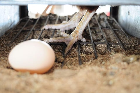 Photo: SAYANTONI PALCHOUDHURI