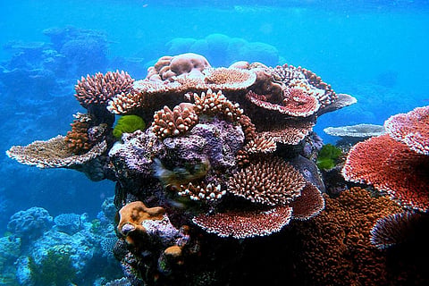 Photo: wikipedia
