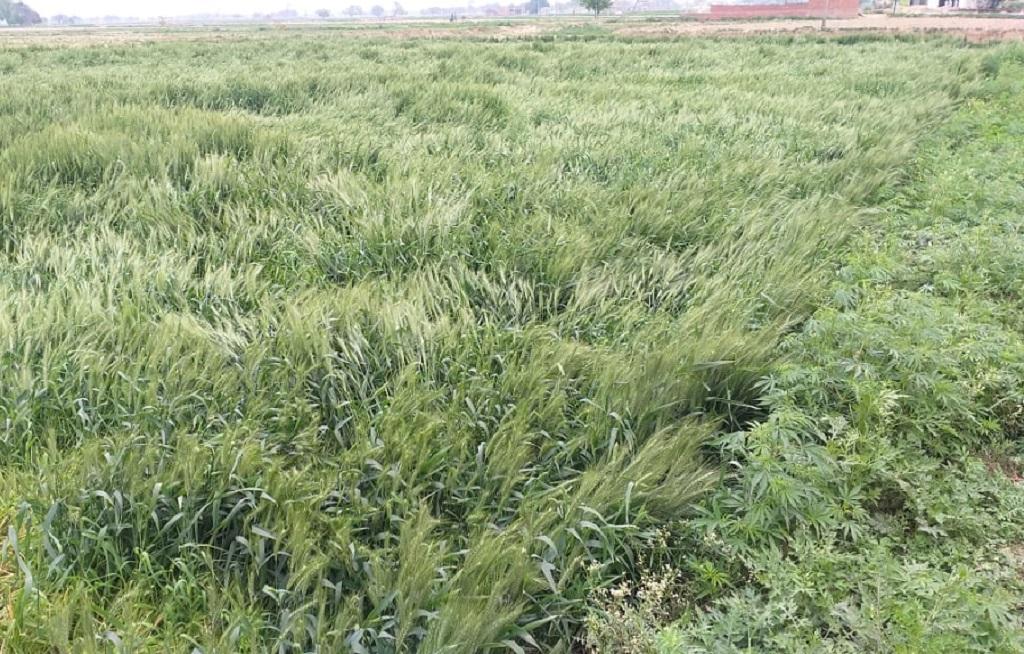 उत्तर प्रदेश के मिर्जापुर जिले में बरसात और ओलावृष्टि से खराब हुई फसल। फोटो: बलिराम सिंह