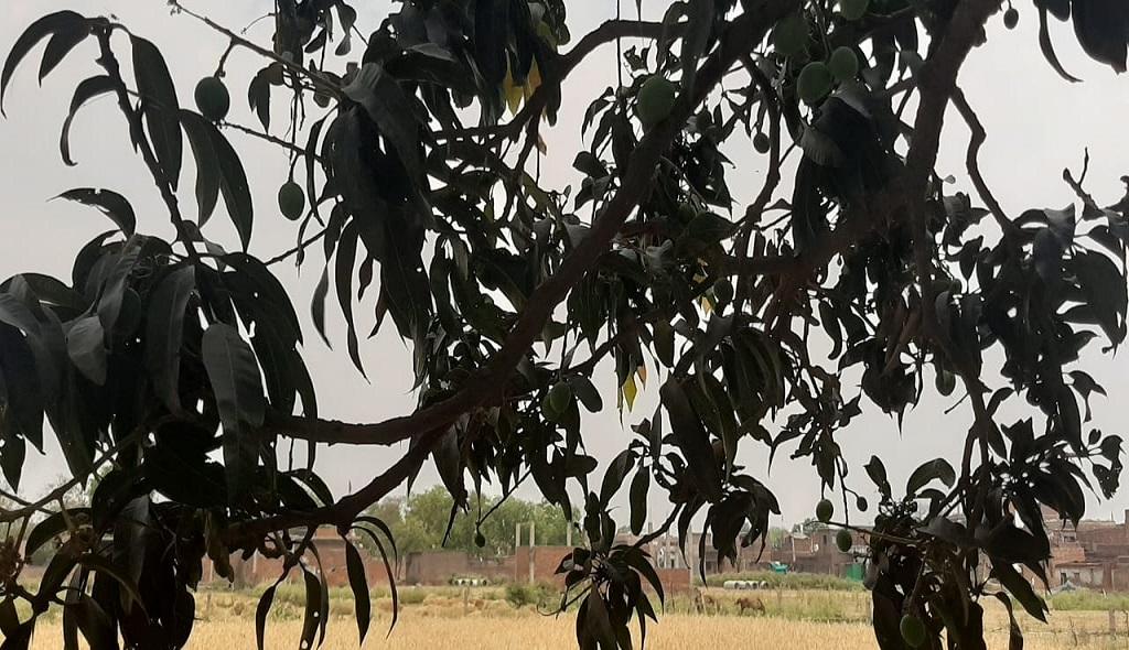 बनारस में लगे आम के पेड़। फोटो: रिजवाना तबस्सुम
