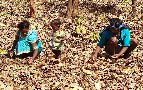 कोंडागांव में वन उपज संग्रहित करता परिवार। फोटो: मनीष मिश्र