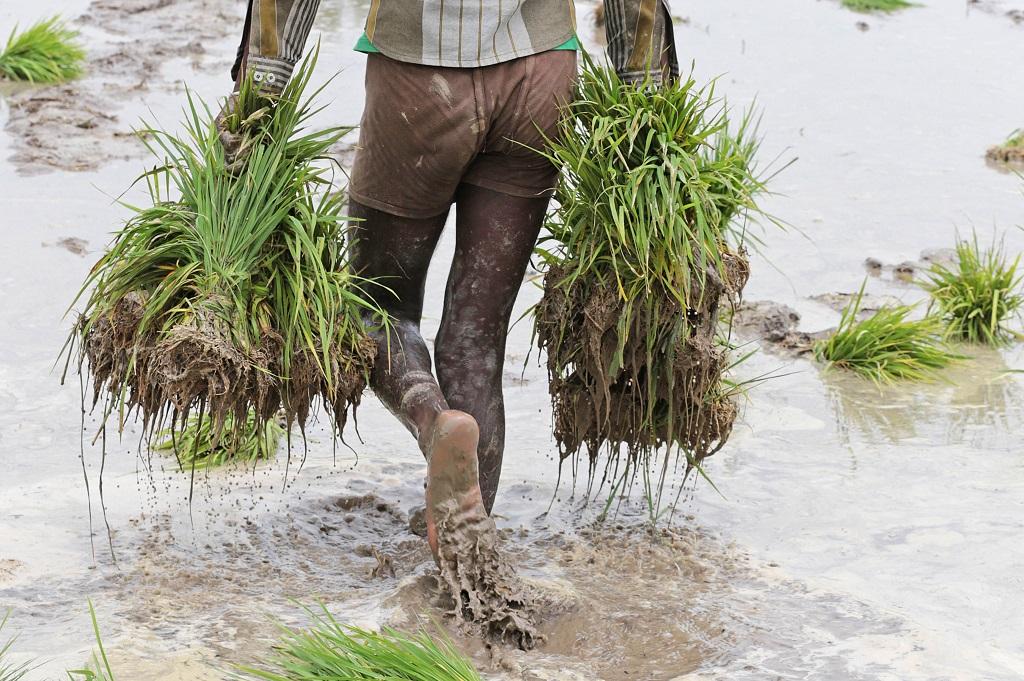 सरकार ने धान सहित खरीफ की 17 फसलों का एमएसपी घोषित कर दिया है। फोटो: विकास चौधरी