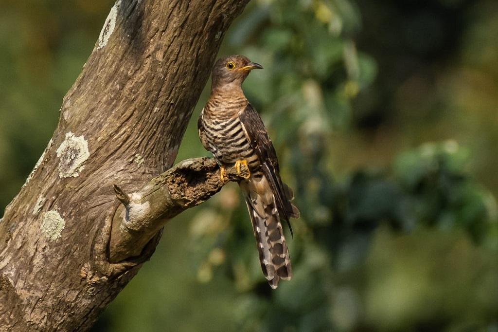 उत्तराखंड में इन दिनों इस चिड़िया की सुरीली तान मन मोह रही है। फोटो: वैभव महेश गुप्ता