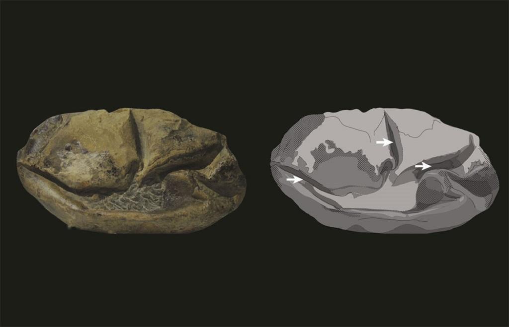 अंटार्कटिका में मिला विलुप्त समुद्री छिपकली का पहला बड़ा अंडा