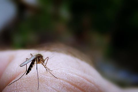 यूरोप, चीन, अमेरिका और जापान में भी फैल सकता है जीका वायरस