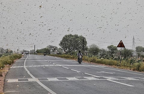वैज्ञानिकों ने उस केमिकल का लगाया पता जिसका उपयोग कर टिड्डियां बनाती है झुंड