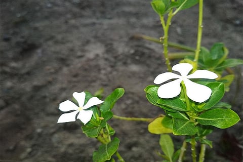 Photo: wikimedia commons