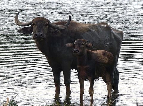 Photo : Wikimedia commons