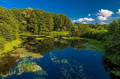 Photo : Wikimedia commons 