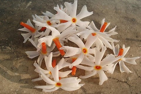 Photo: twitter @_sunitapanwar