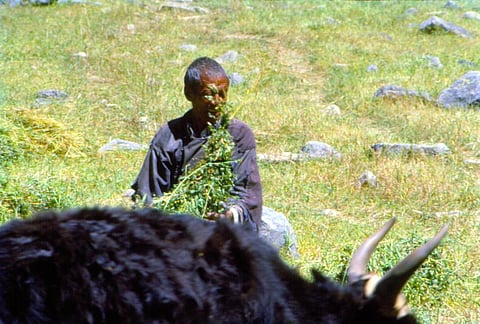 जीएम सोयामील के आयात पर पर्यावरण मंत्रालय को आपत्ति नहीं, विशेषज्ञों ने उठाए सवाल 