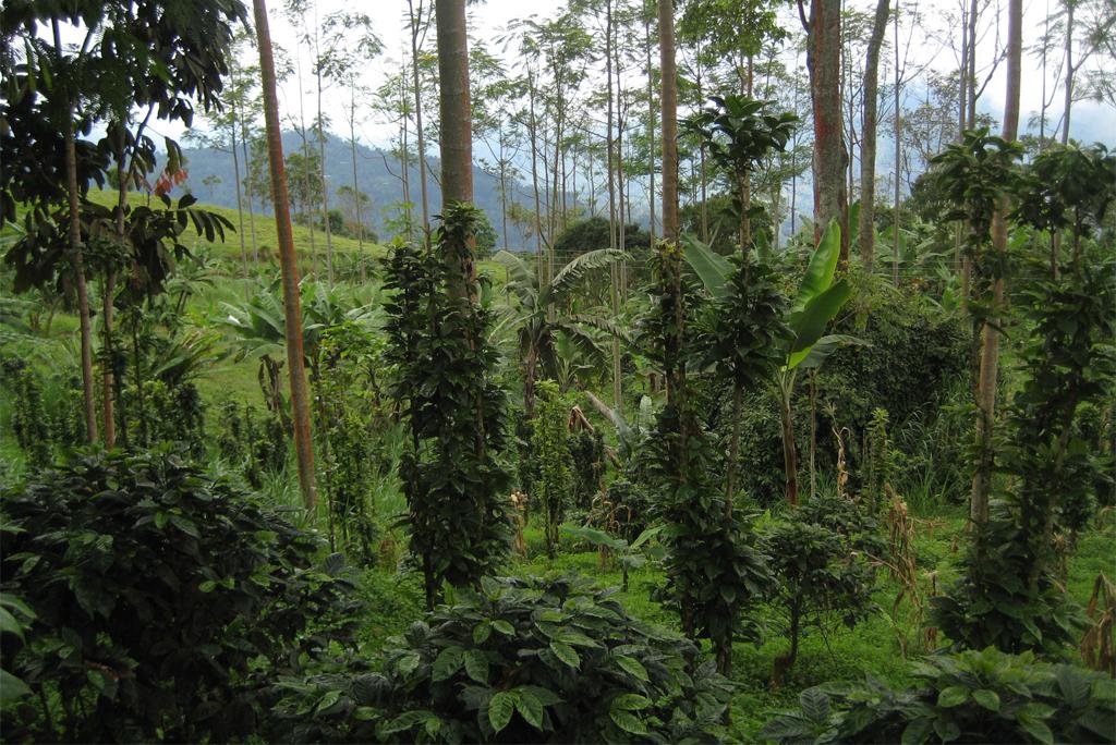 जैव विविधता (संशोधन) अधिनियम 2021: सरकार की मंशा और जन सरोकार