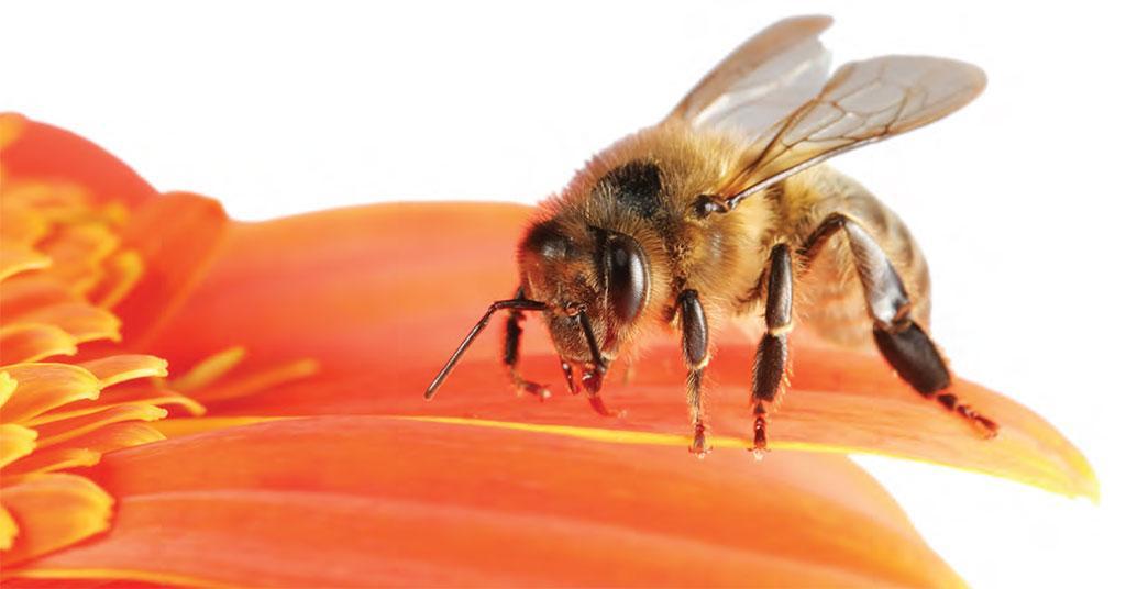 मिलावटी शहद ने मधुमक्खी पालकों की कमर तोड़ी