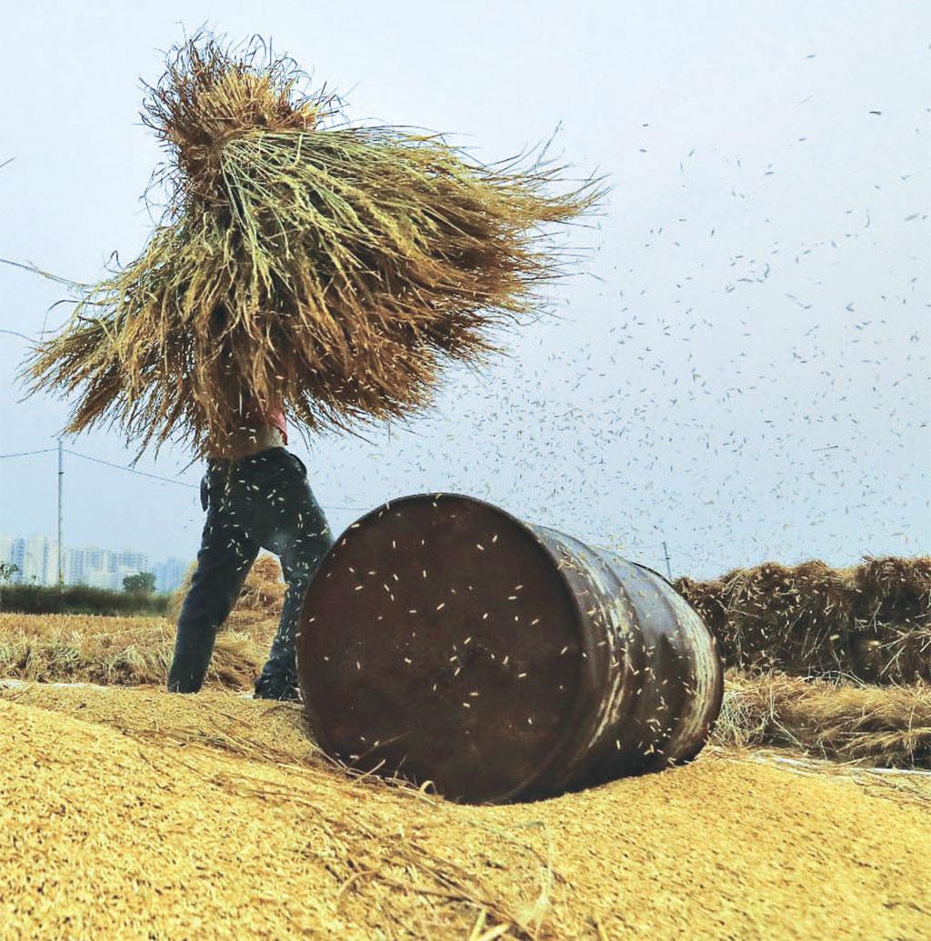हरियाणा में पानीपत जिले के हल्दाना गांव में सूखे पौधों से बासमती धान अलग करता एक मजदूर (फाइल फोटो: विकास चौधरी / सीएसई)