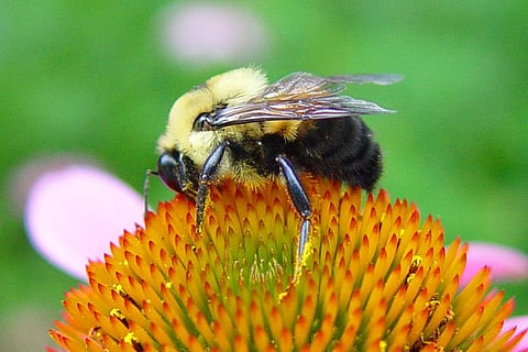 अच्छे फूलों वाली जगहों को याद रखते हैं बड़े भौंरे