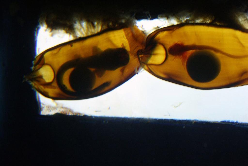 brownbanded bamboo shark (Chiloscyllium punctatum) at Manila Ocean Park