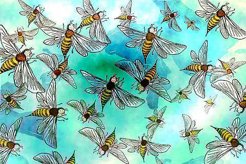 कहां लुप्त हो गई मधुमक्खियों की 25 फीसदी प्रजातियां, 1990 के बाद से नहीं आई सामने