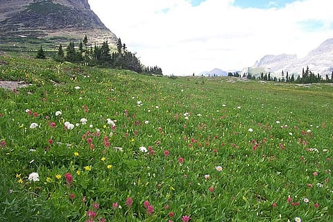 जैव विविधता के संरक्षण योजनाओं को प्रभावित कर रहा है जलवायु परिवर्तन