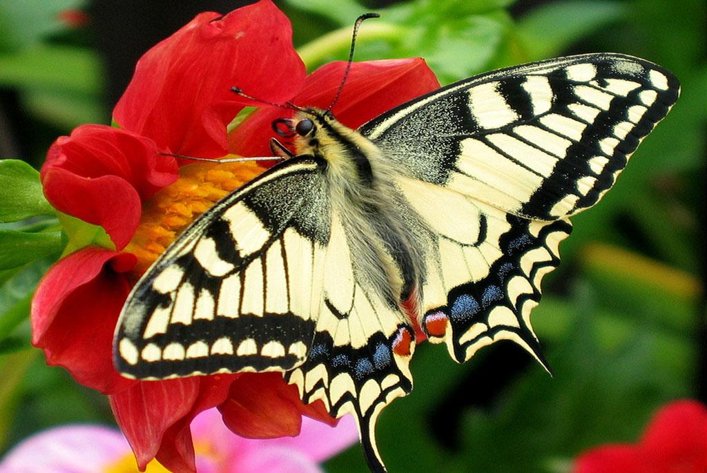 Photo : Wikimedia Commons