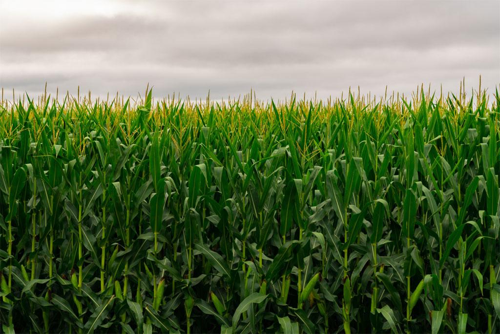 Photo : Wikimedia Commons, Maize field 