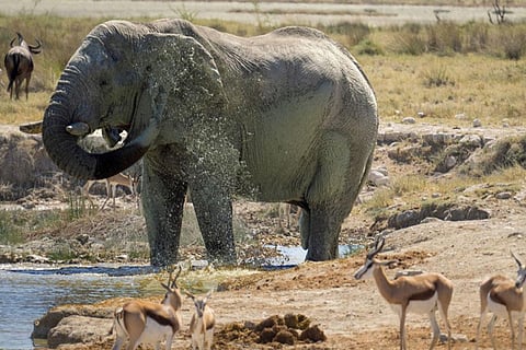 Photo : IUCN