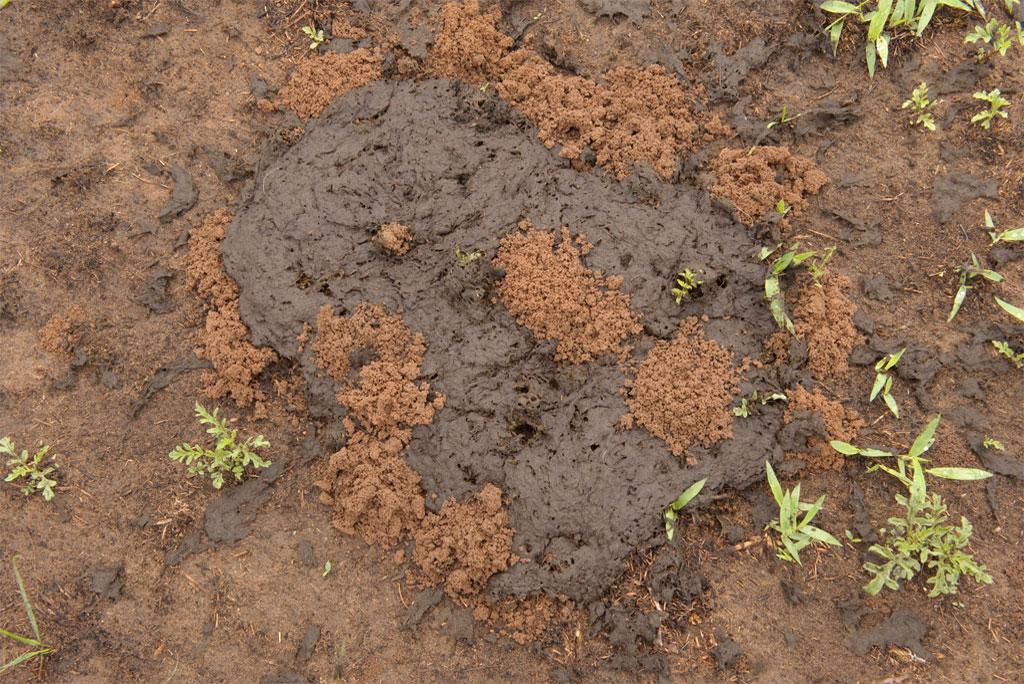 Photo : Wikimedia Commons