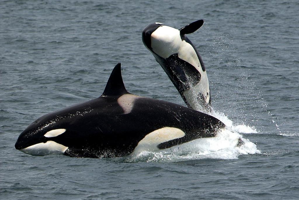 किलर व्हेल मछलियों में मिले उच्च मात्रा में हानिकारक केमिकल्स