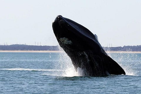 इंसानी हस्तक्षेप के कारण सिकुड़ रहा है नार्थ अटलांटिक राइट व्हेल्स का आकार
