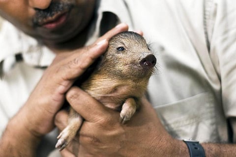 दुनिया का सबसे छोटा सुअर 'पिग्मी हॉग', फोटो: पिग्मी हॉग कंजर्वेशन प्रोग्राम  