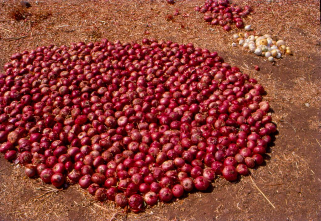 तमिलनाडु के कई जिलों में बारिश की वजह से छोटी प्याज की कीमतों में बड़ी उछाल