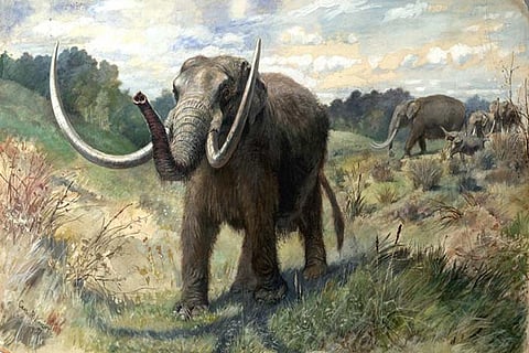 Photo : Wikimedia Commons, Mastodon