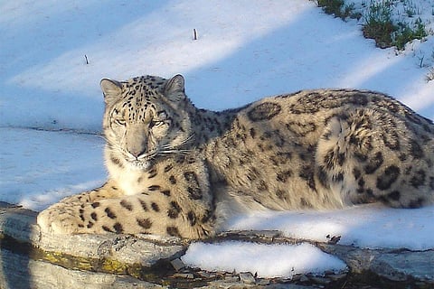 Photo : Wikimedia Commons, Snow Leopard 
