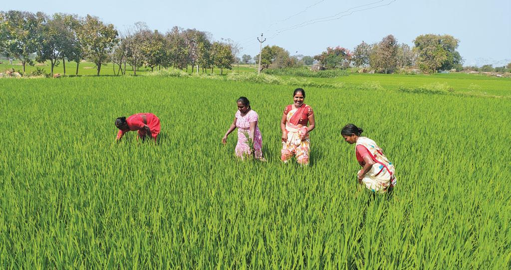 तेलंगाना के करीमनगर जिले के जागीरपाली गांव में जया, चौडामल्ला  शमाला, एस बालवा और के लक्ष्मी भूमिका ग्रुप कलेक्टिव द्वारा गठित महिला किसान समूह का हिस्सा हैं और सामूहिक खेती में बढ़ चढ़कर भाग ले रही हैं (फोटो: शगुन कपिल / सीएसई )