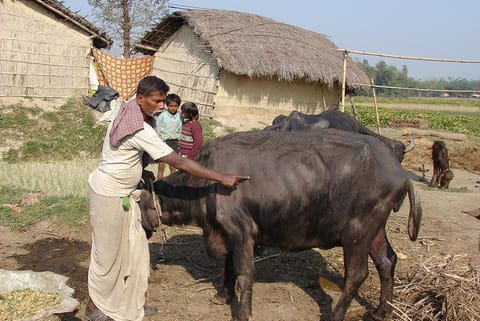 देशभर में 2018-19 में  39,384 मवेशी अस्पताल थे जो कि अब घटकर वर्तमान में 37,726 ही रह गए हैं: फोटो- सुजीत कुमार सिंह