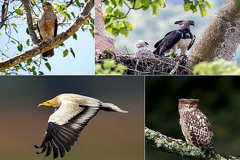 फोटो : जर्नल प्रोसीडिंग्स ऑफ द नेशनल एकेडमी ऑफ साइंसेज 