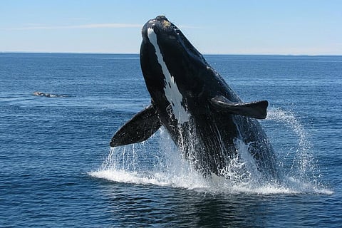 फोटो : विकिमीडिया कॉमन्स 