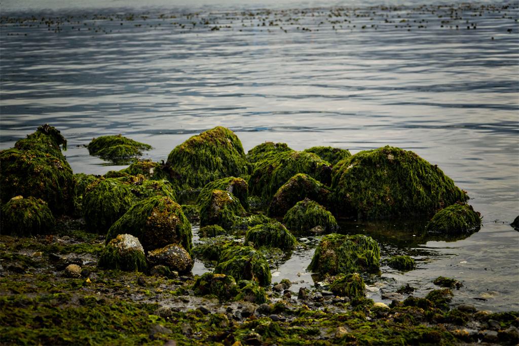 फोटो : विकिमीडिया कॉमन्स, शैवाल से ढकी चट्टानें  