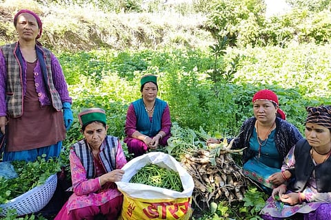 हिमाचल के किन्नौर जिले में प्राकृतिक खेती करने वाली महिला किसान। फाइल फोटो : रोहित पराशर
