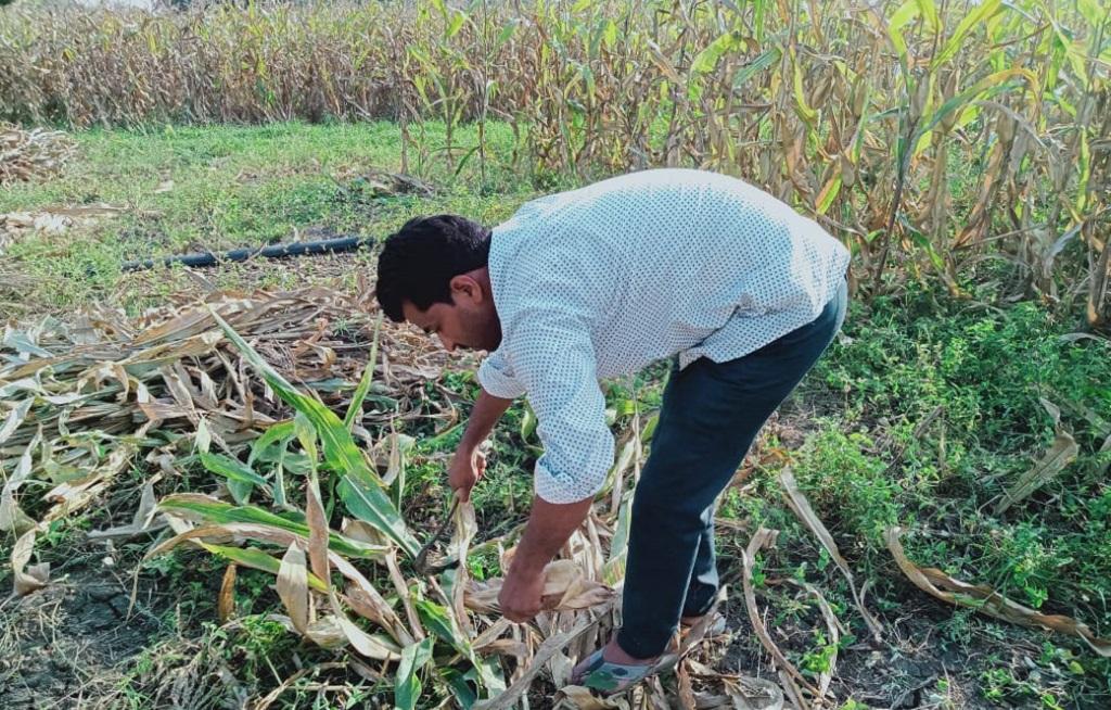 मध्य प्रदेश में मक्के की फसल की कटाई शुरू हो गई है। फोटो: मुकेश मीणा