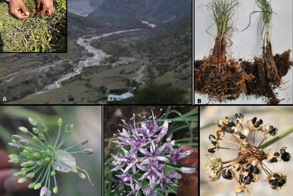 फोटो : फोटोकीयस पत्रिका