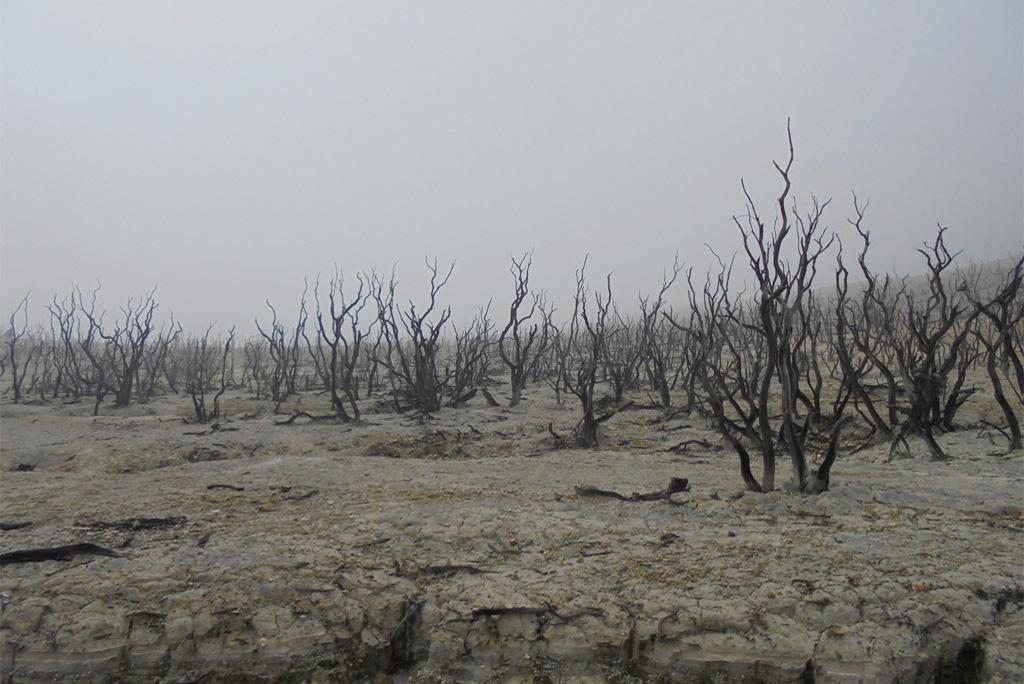 फोटो : विकिमीडिया कॉमन्स 