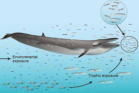 फोटो : साइंस ऑफ़ द  टोटल एनवायरनमेंट 