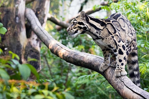 मांसाहारी जानवरों में अधिक होता है कैंसर का खतरा, शोध में हुआ खुलासा