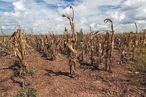 फोटो: बॉब निकोल्स/यूएसडीए