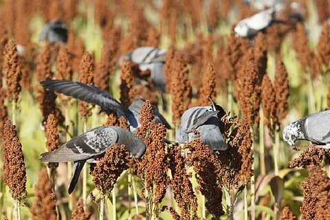 फसलों में रोग बढ़ा रही हैं कुछ पक्षियों की प्रजातियां, खाद्य सुरक्षा पर बढ़ सकता है संकट