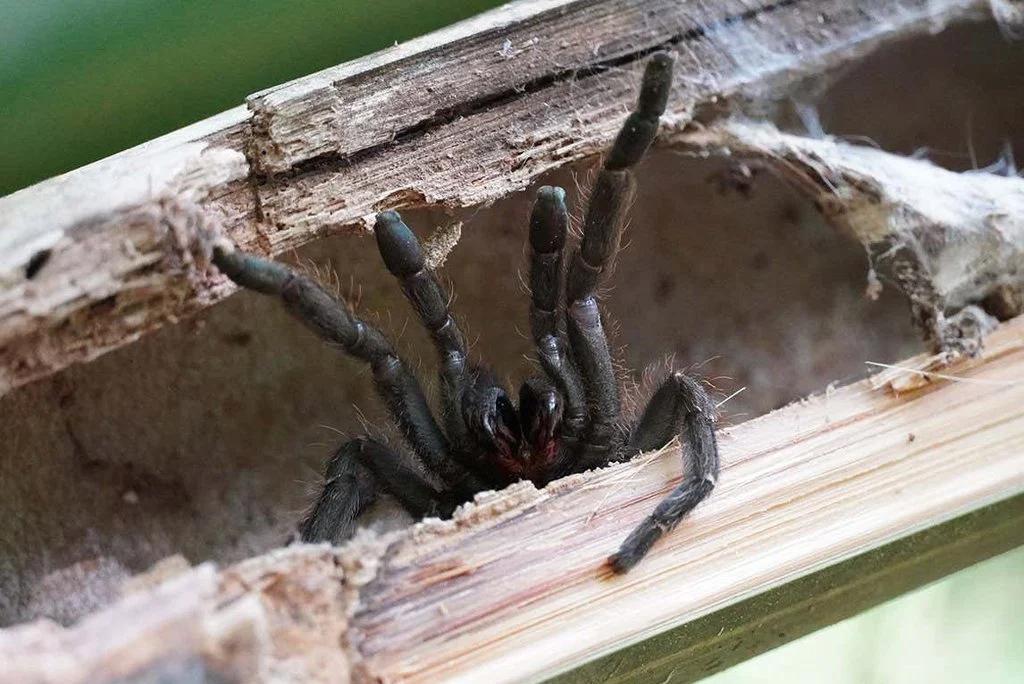 अपने प्राकृतिक आवास यानी बांस में टारेंटयुला मकड़ी 'टैक्सिनस बैम्बूस'; फोटो: जो चो सिप्पावात 