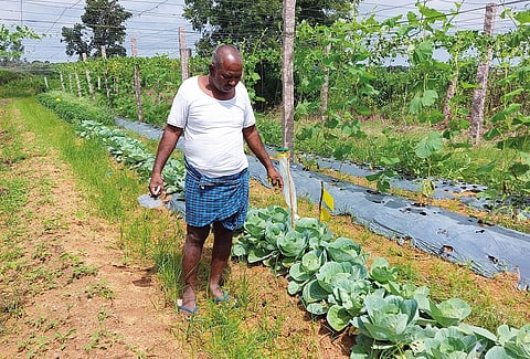 सहज अहारम संघ से जुड़े जैविक किसानों को अपनी उपज का बेहतर मूल्य मिल रहा है जो संघ के विपणन प्रयासों से ही संभव हुआ है (फोटो: नूपुर शर्मा/ सीएसई )